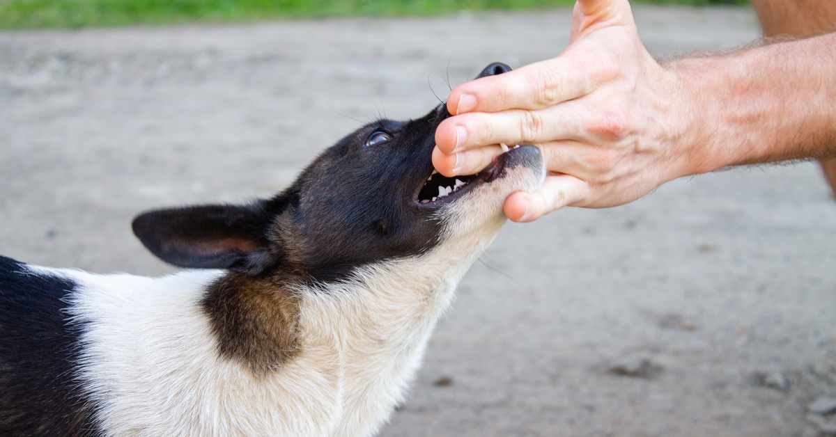A close-up of a small, multicolored dog biting the fingers of an off-screen person's hand outdoors.